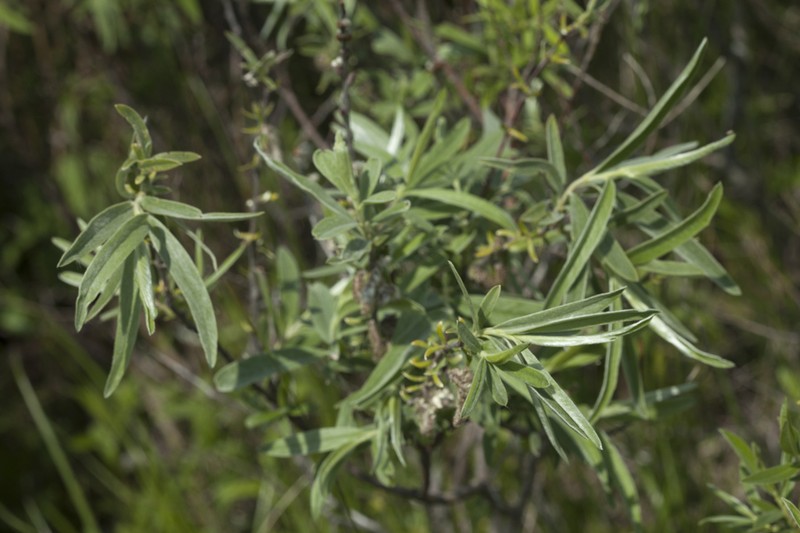 Salix brachypoda