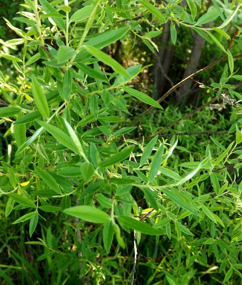 Salix brachypoda photo 2
