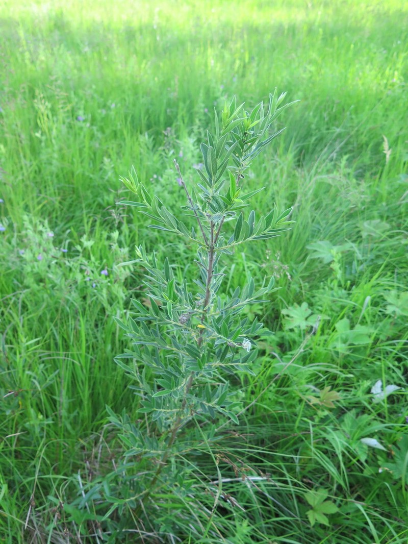 Salix brachypoda photo 3