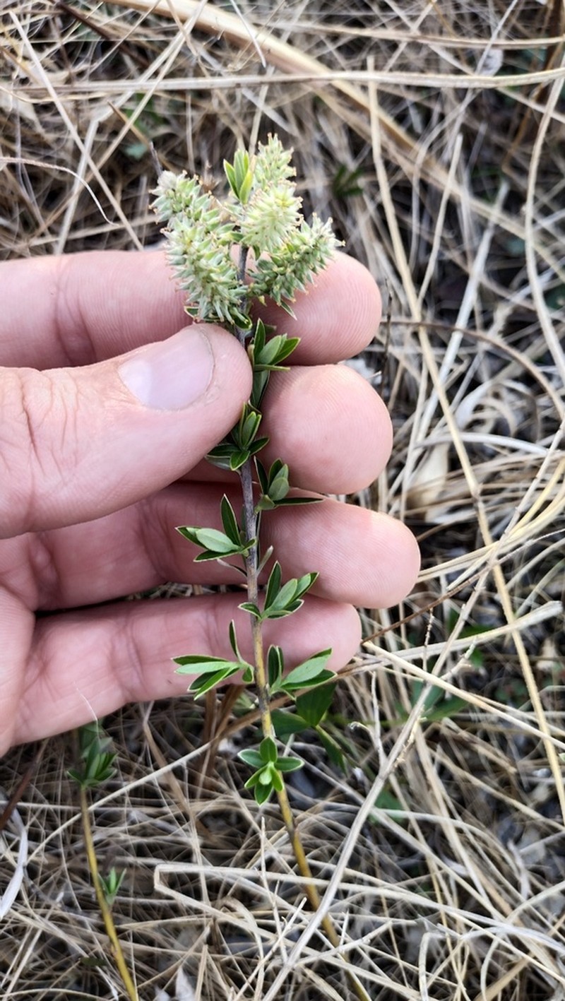Salix brachypoda photo 4