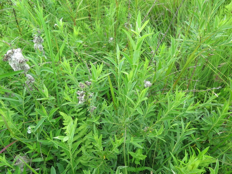 Salix brachypoda photo 5