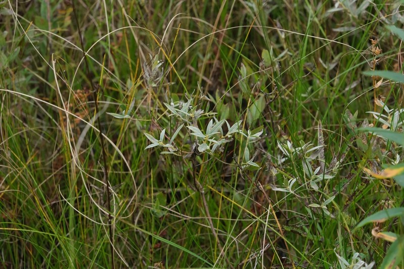 Salix brachypoda photo 6