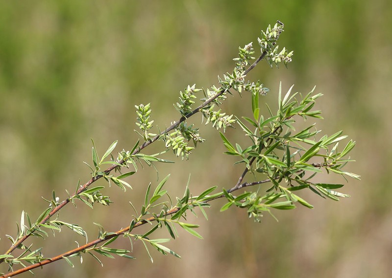 Salix brachypoda photo 7