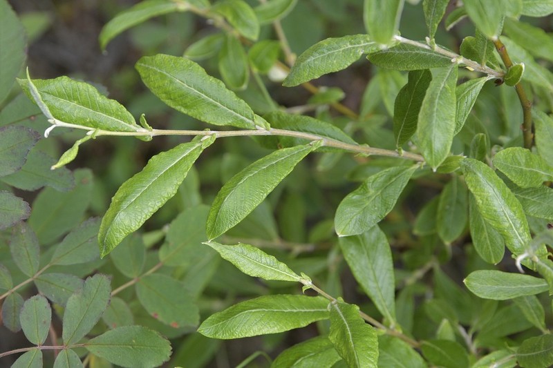 Salix brachypoda photo 8