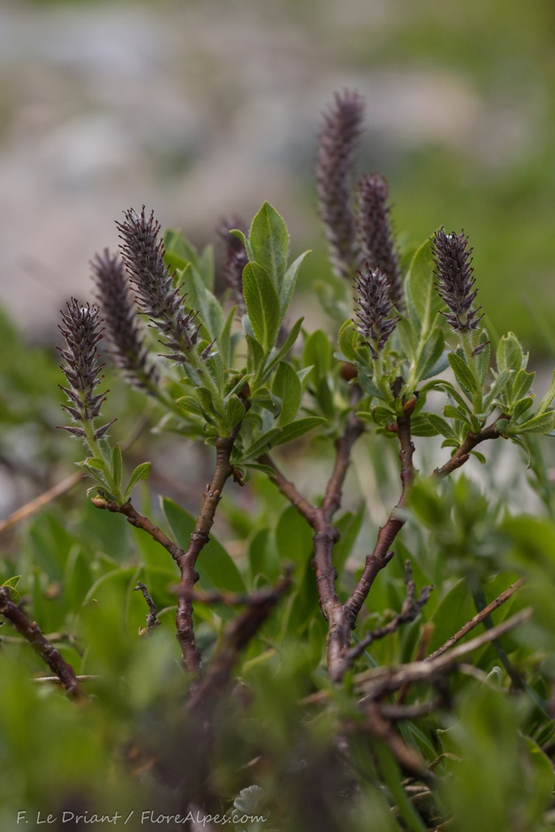 Salix breviserrata photo 2
