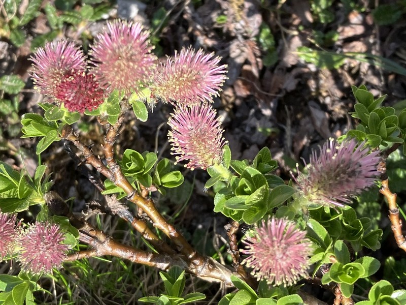 Salix breviserrata photo 3
