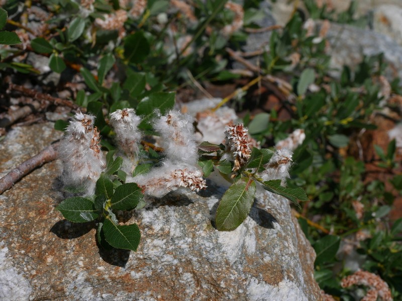 Salix breviserrata photo 6