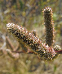 Brewer's Willow