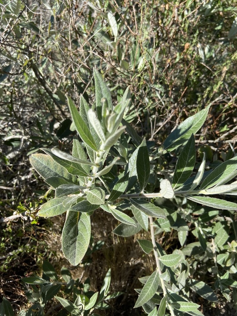Brewer's Willow photo 3