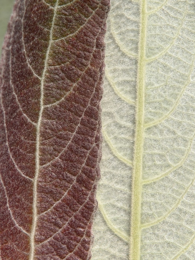 Brewer's Willow photo 5