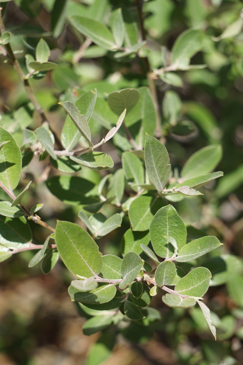 Brewer's Willow photo 6