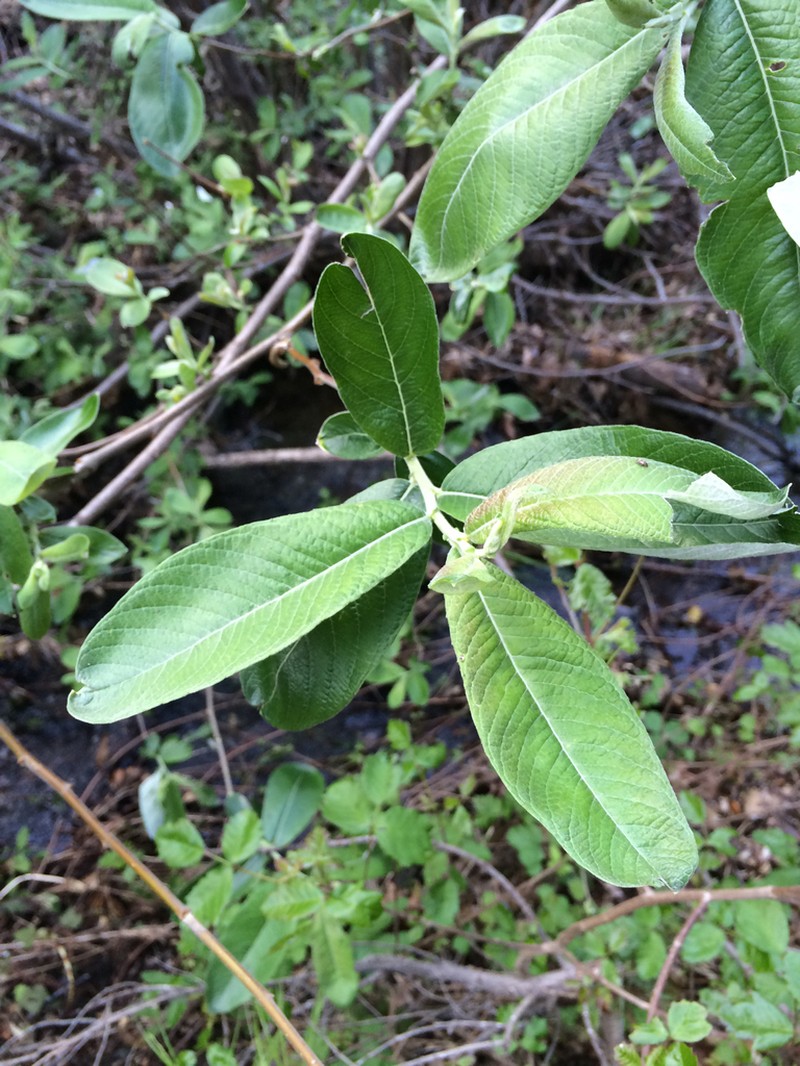 Brewer's Willow photo 7