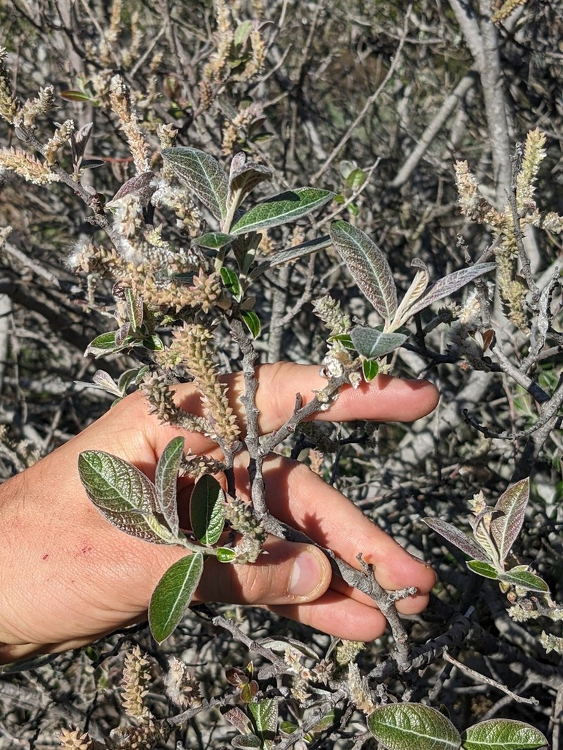 Brewer's Willow photo 8