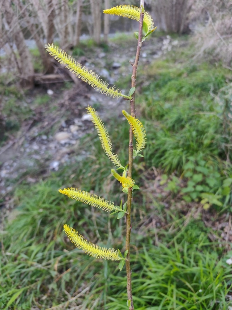 Salix brutia