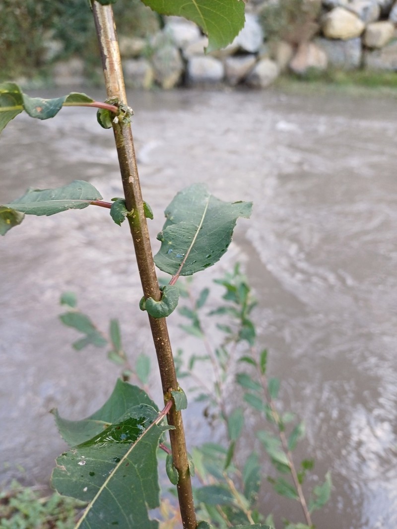 Salix brutia photo 2