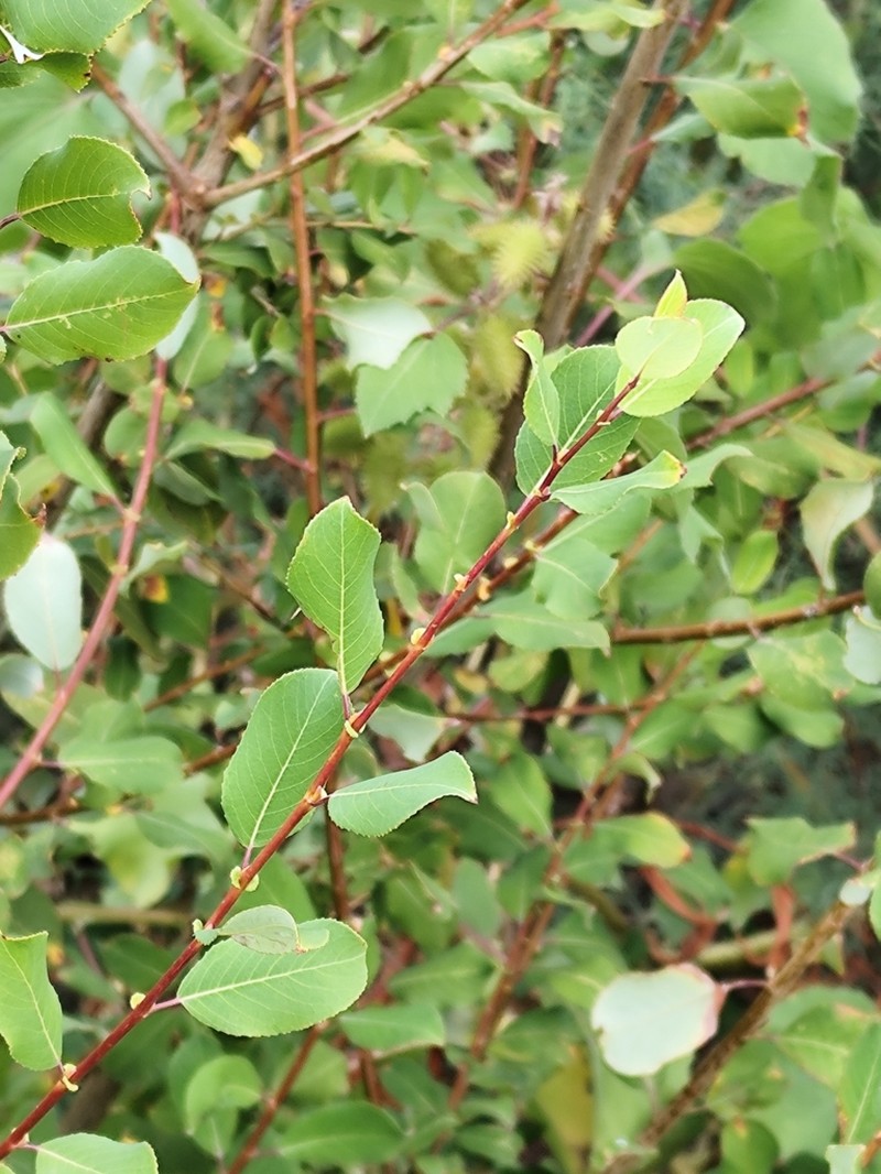 Salix brutia photo 3