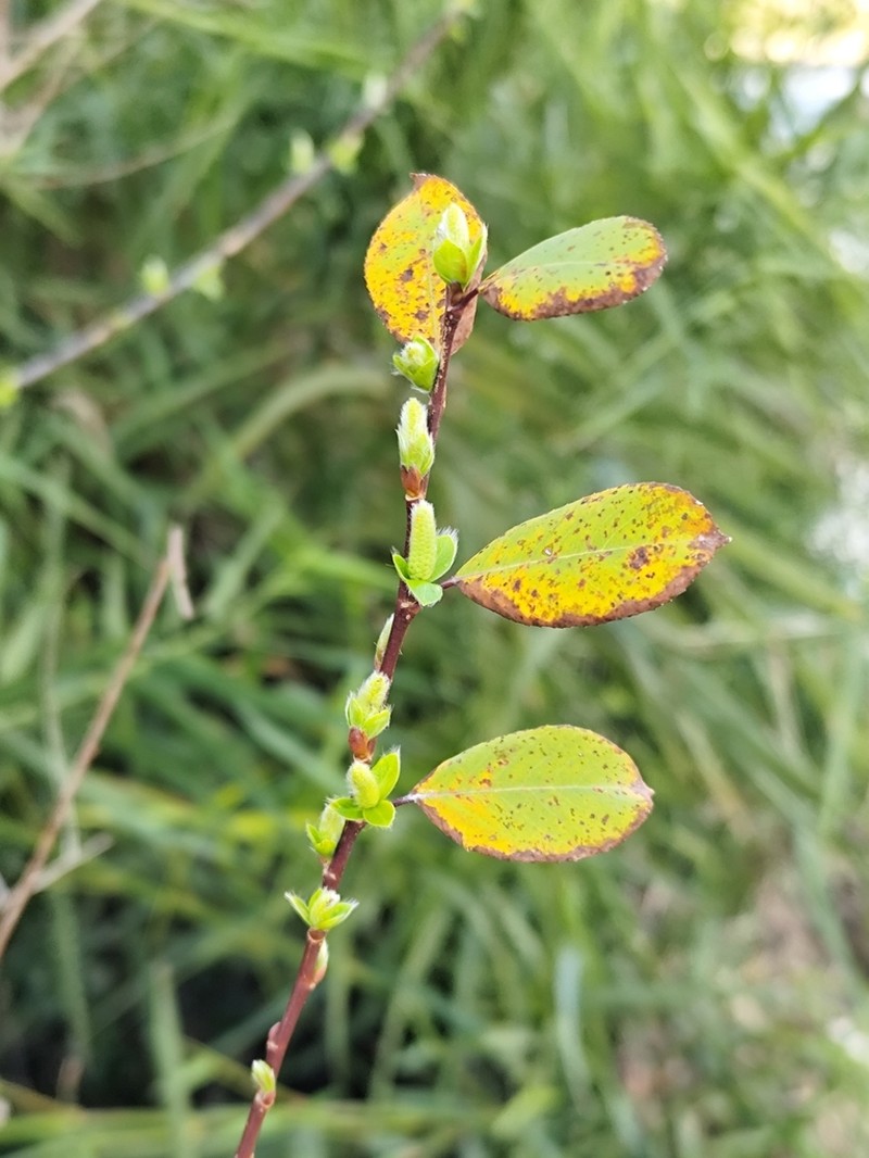 Salix brutia photo 4