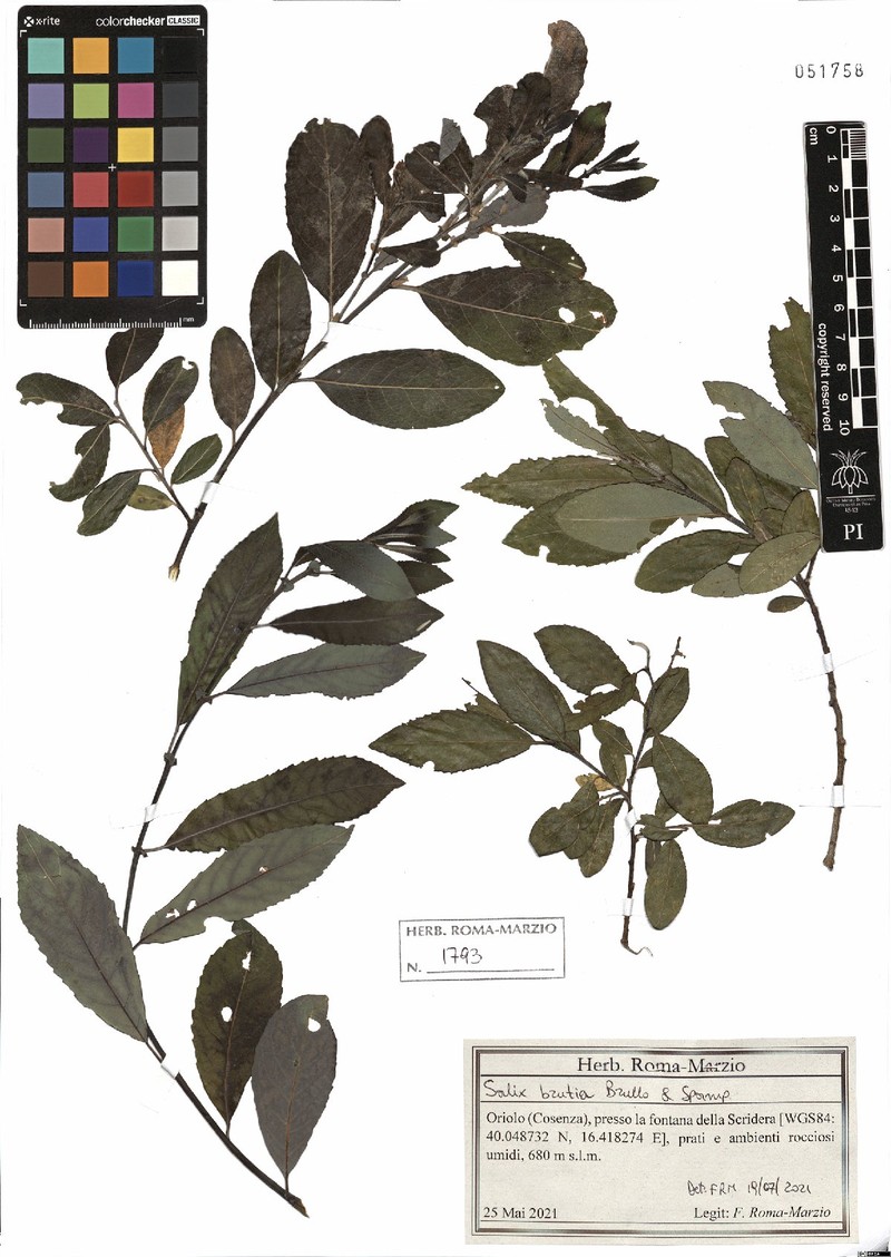 Salix brutia photo 5