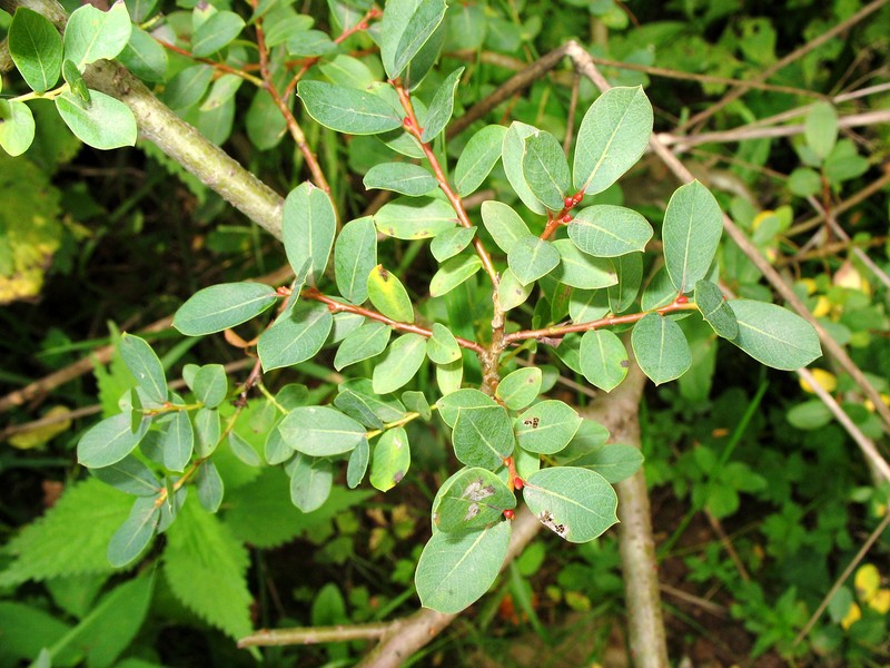 Salix caesia