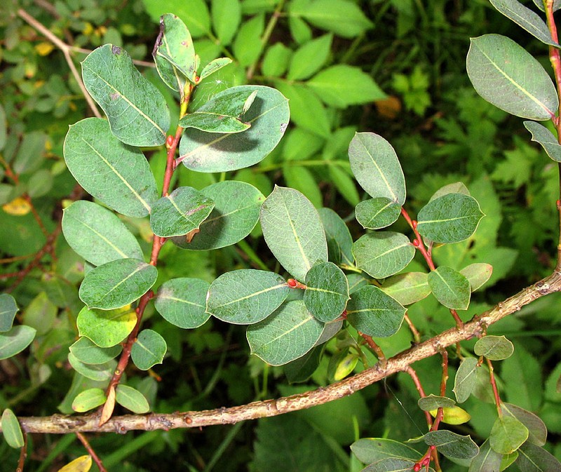 Salix caesia photo 2