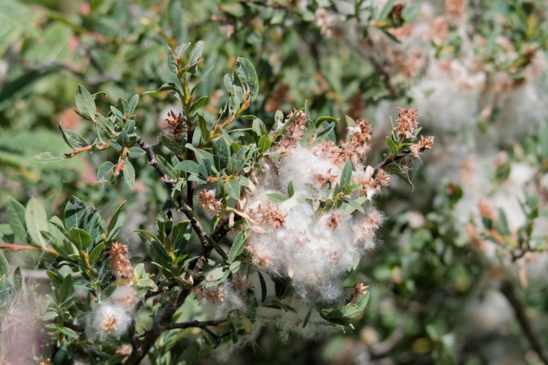 Salix caesia photo 3