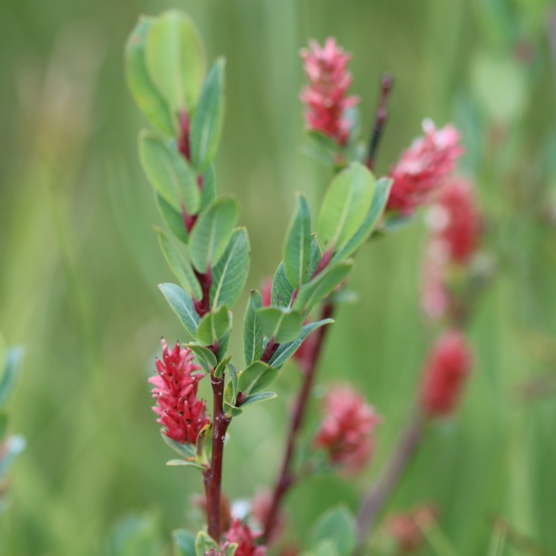Salix caesia photo 4