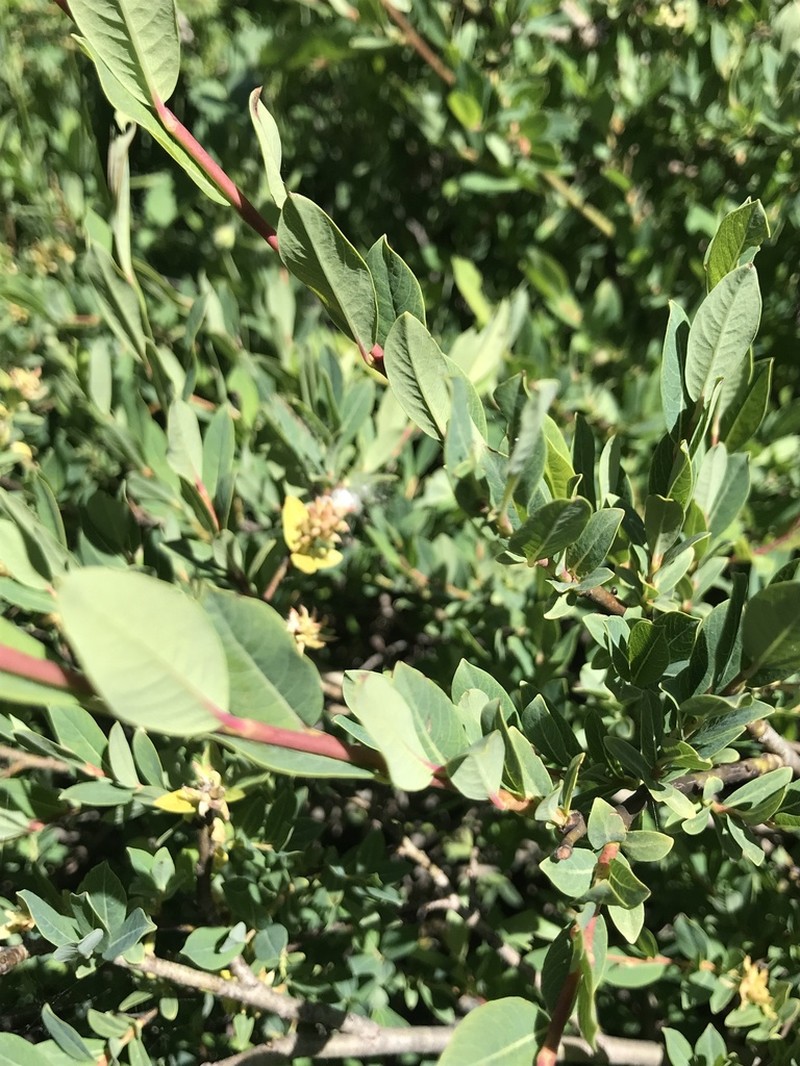 Salix caesia photo 5