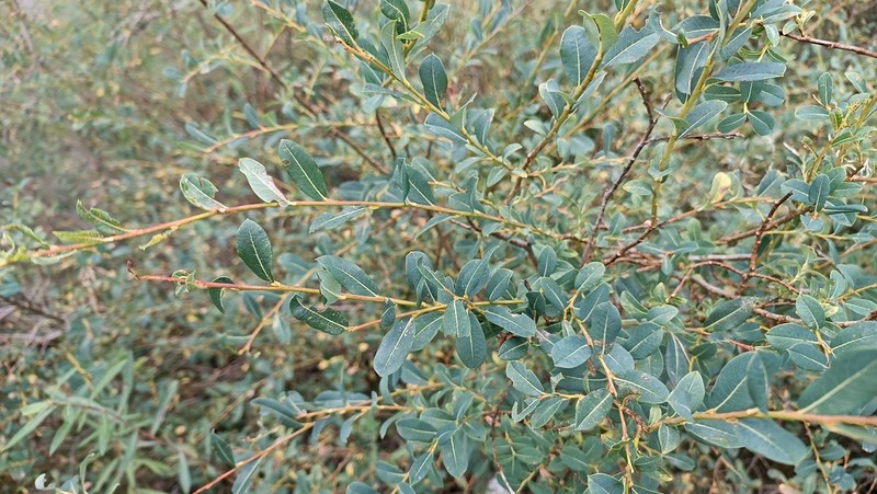Salix caesia photo 6
