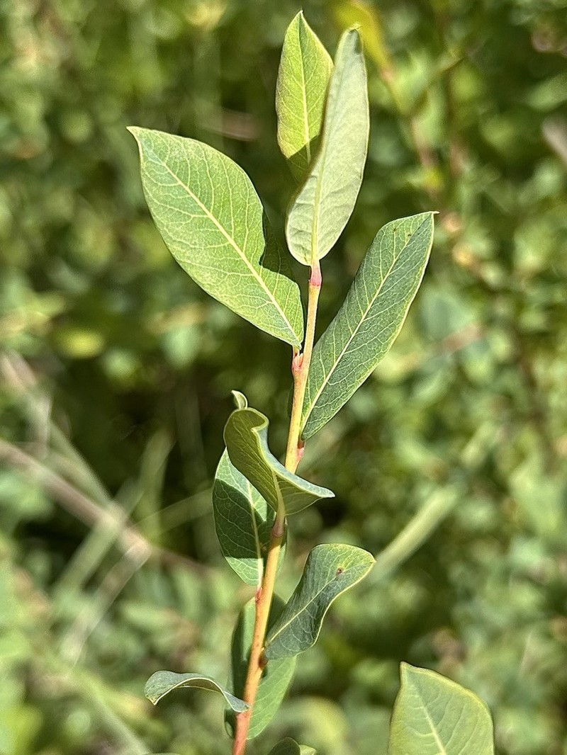 Salix caesia photo 7