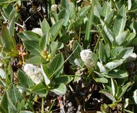 Woolly Willow