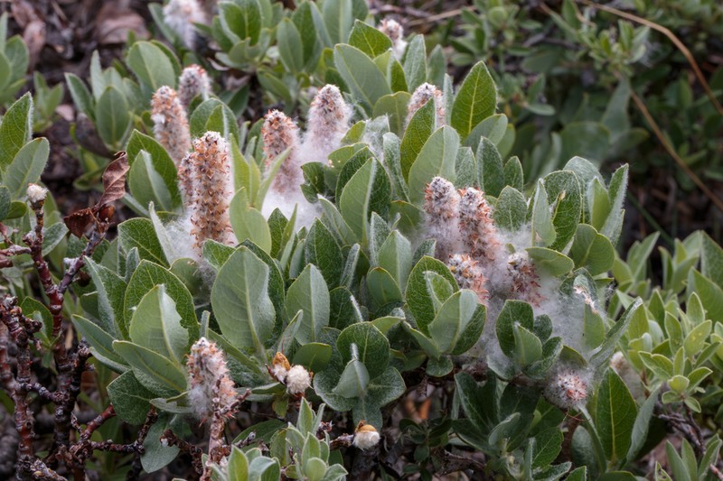 Woolly Willow photo 2