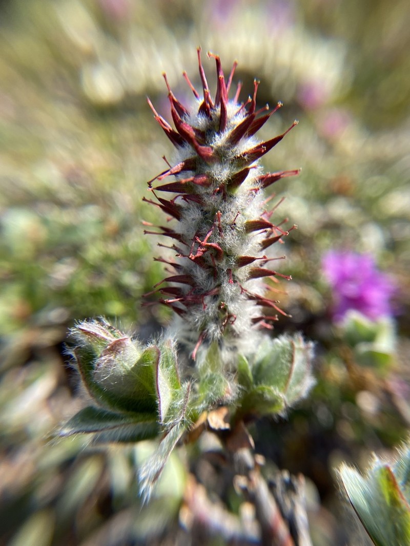 Woolly Willow photo 4