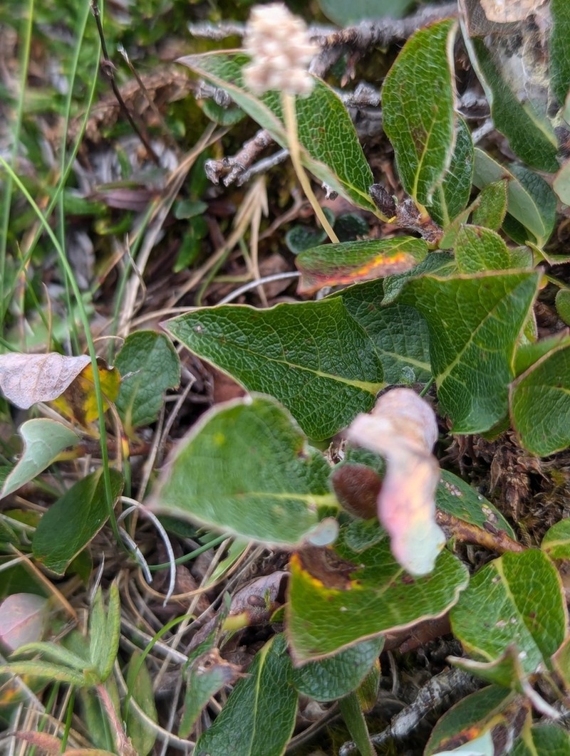 Woolly Willow photo 5