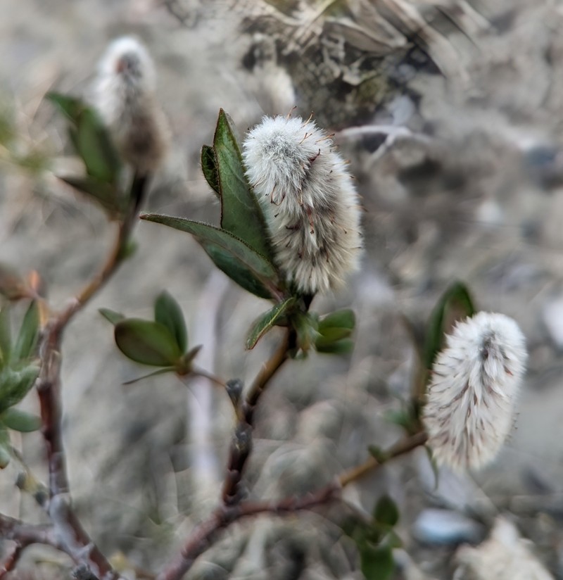 Salix calcicola var. glandulosior