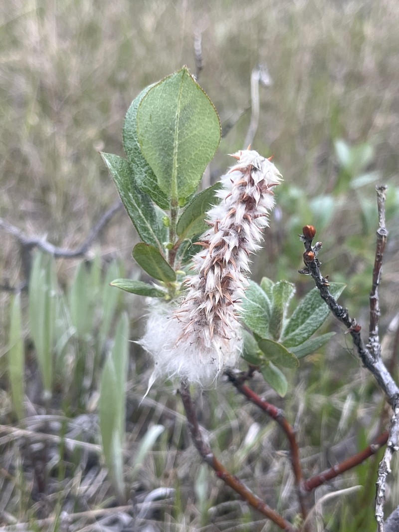 Salix calcicola var. glandulosior photo 2