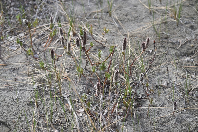 Salix calcicola var. glandulosior photo 4