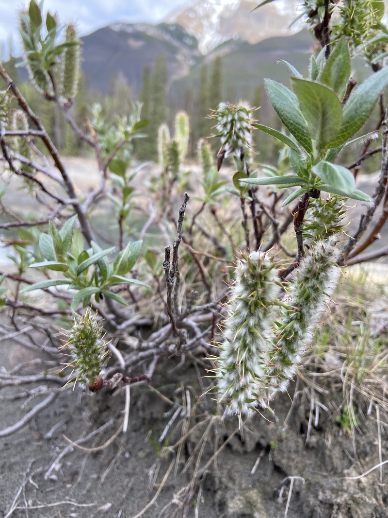 Salix calcicola var. glandulosior photo 5