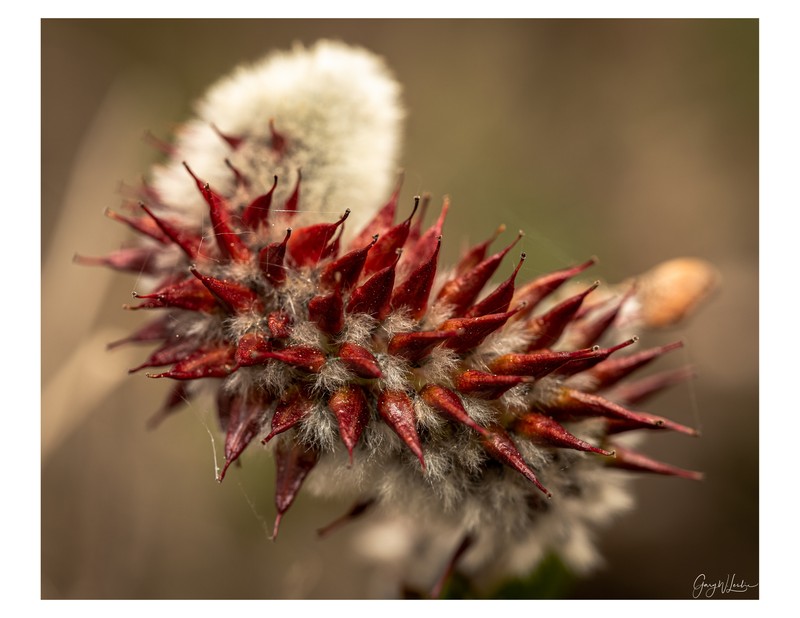 Salix calcicola var. glandulosior photo 6