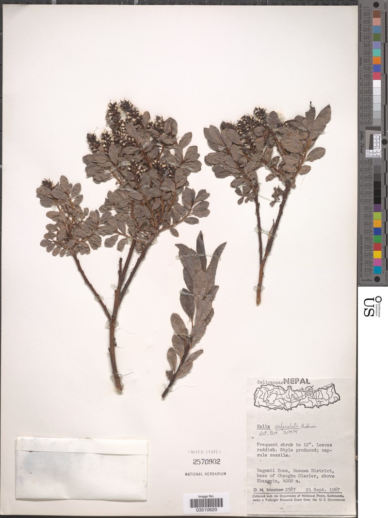 Salix calyculata