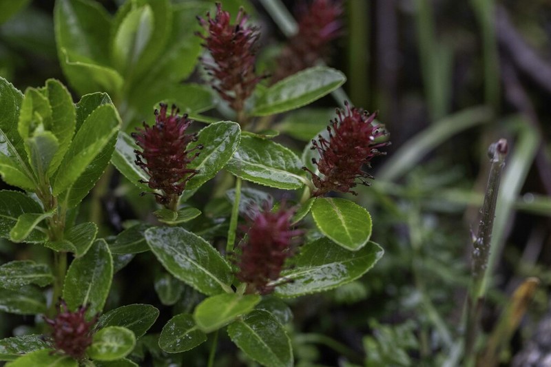 Salix calyculata photo 2