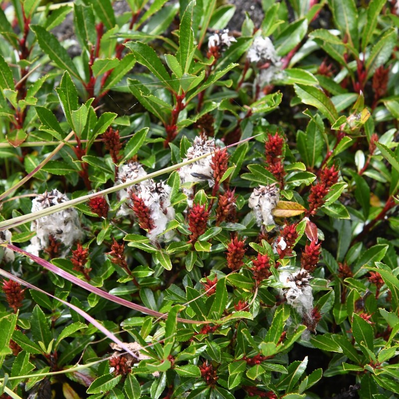 Salix calyculata photo 3