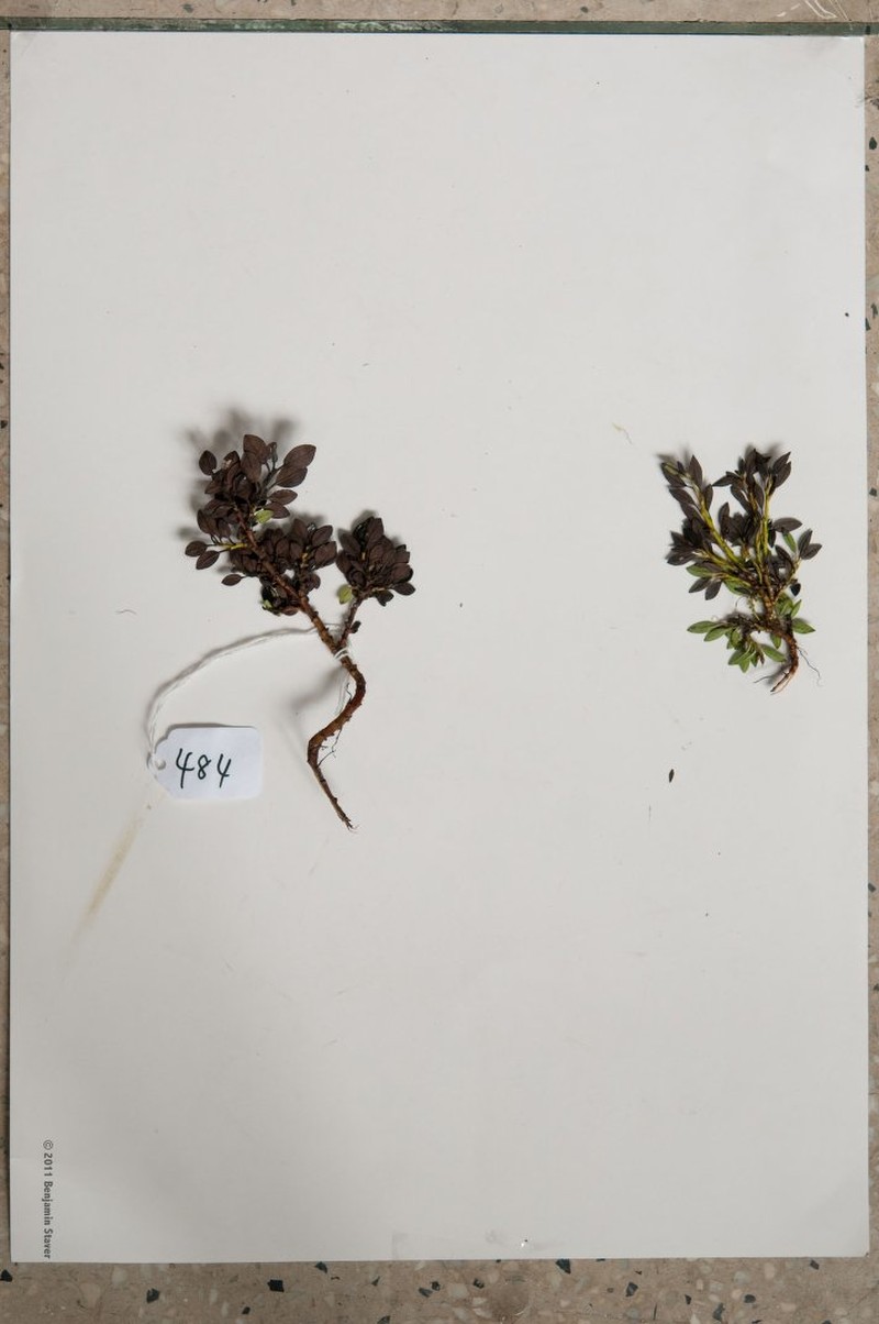 Salix calyculata photo 5
