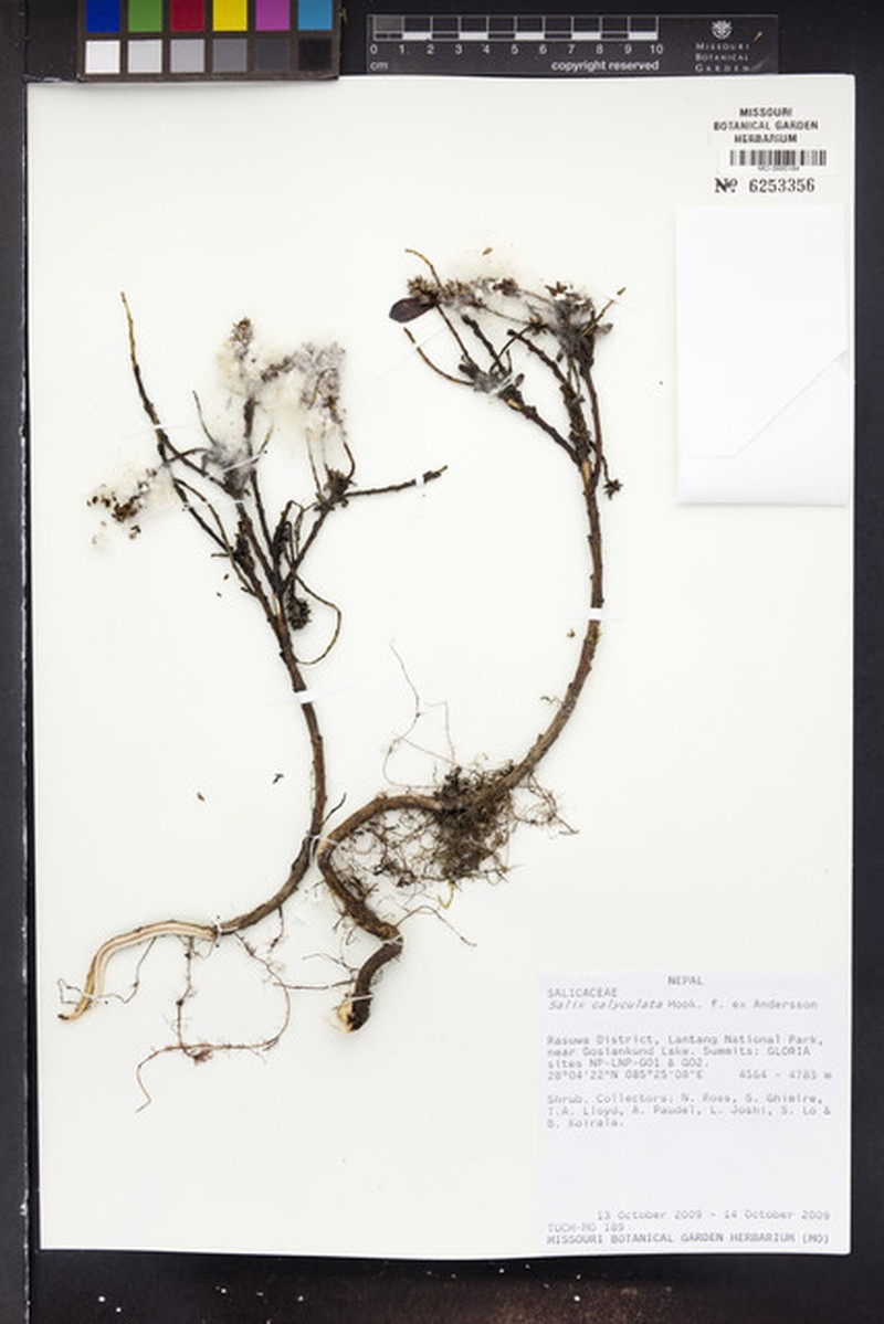 Salix calyculata photo 6