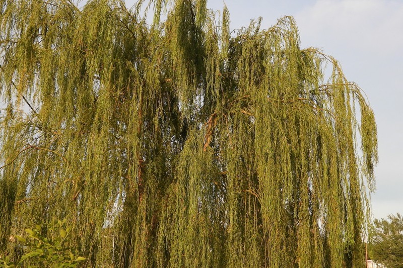Salix cana