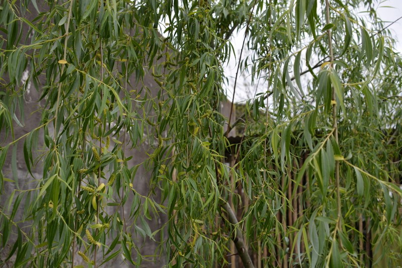 Salix cana photo 2