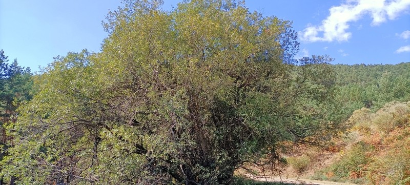 Salix cana photo 3