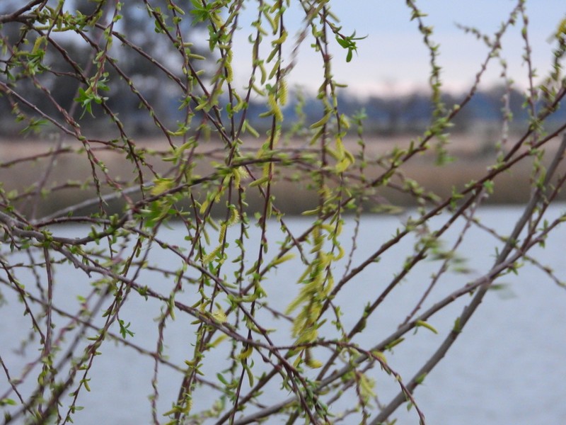 Salix cana photo 4