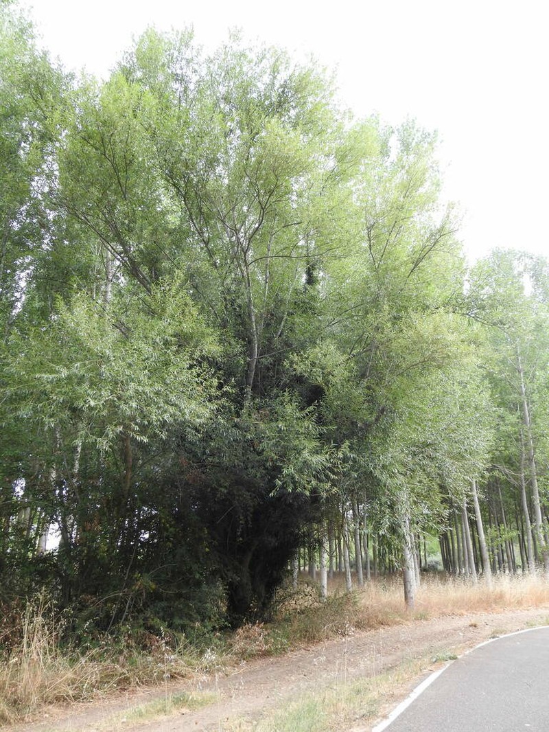 Salix cana photo 5