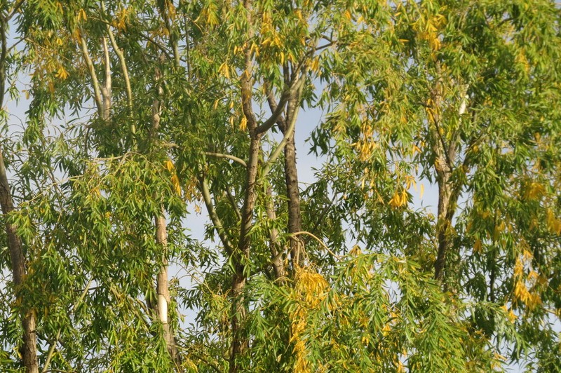 Salix cana photo 6