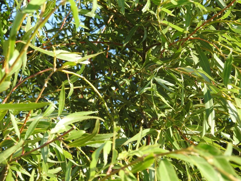 Salix cana photo 7
